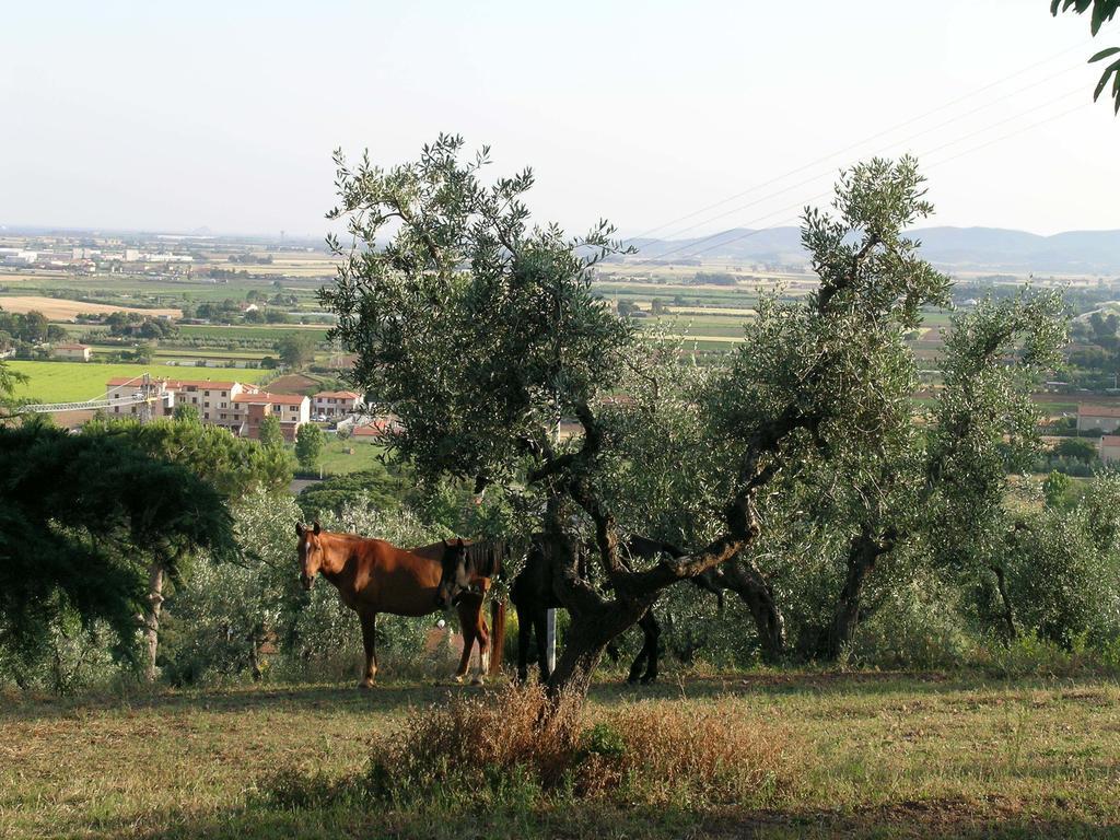 B&B Villa Il Poggetto Venturina Terme Exteriér fotografie